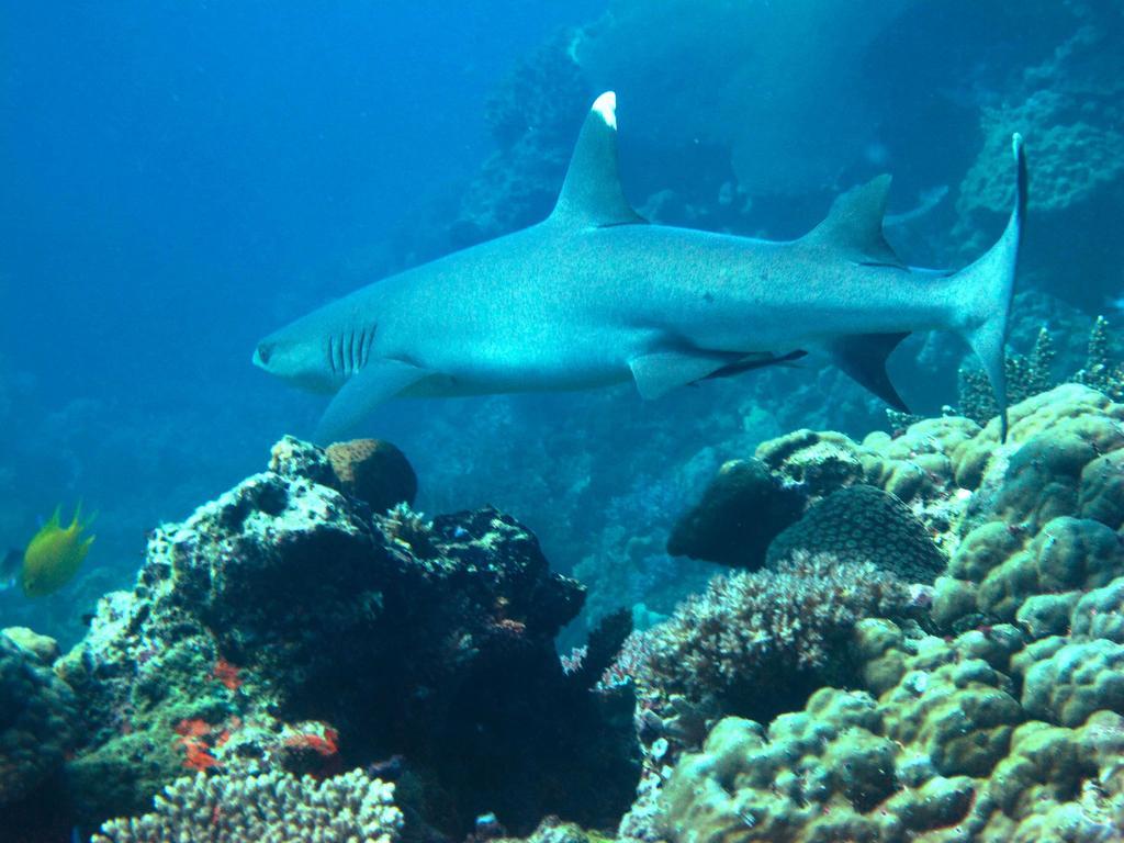 Mantaray Island Resort Nanuya Balavu Island Bagian luar foto